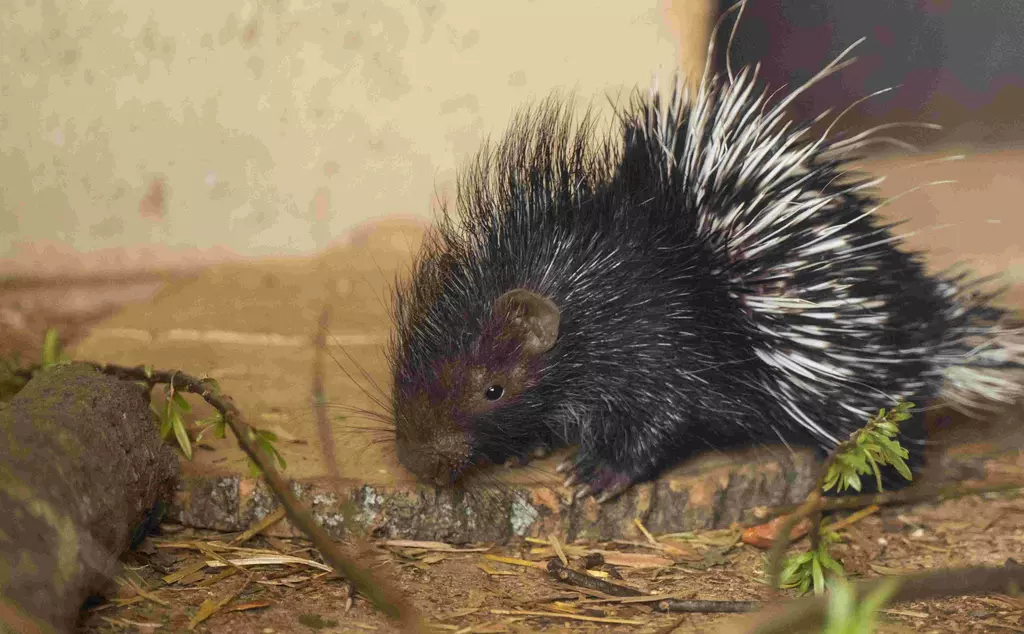 Baby porcupine sniffing the ground standing on log
