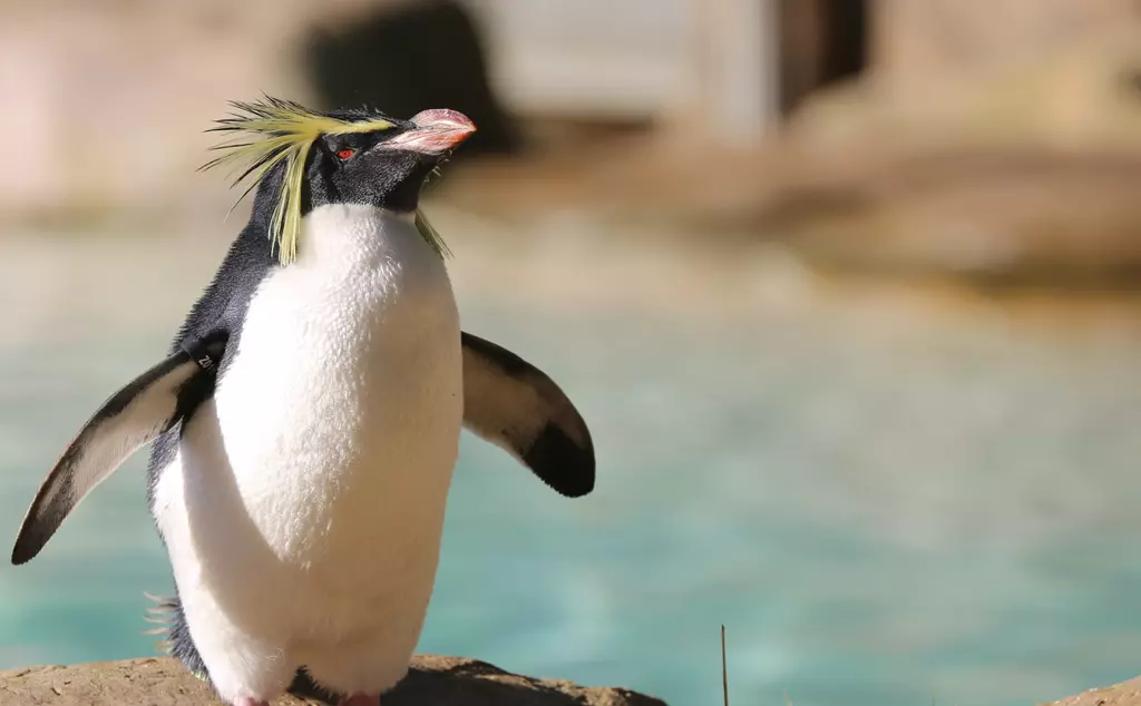 Rockhopper penguin standing in front of blue pool