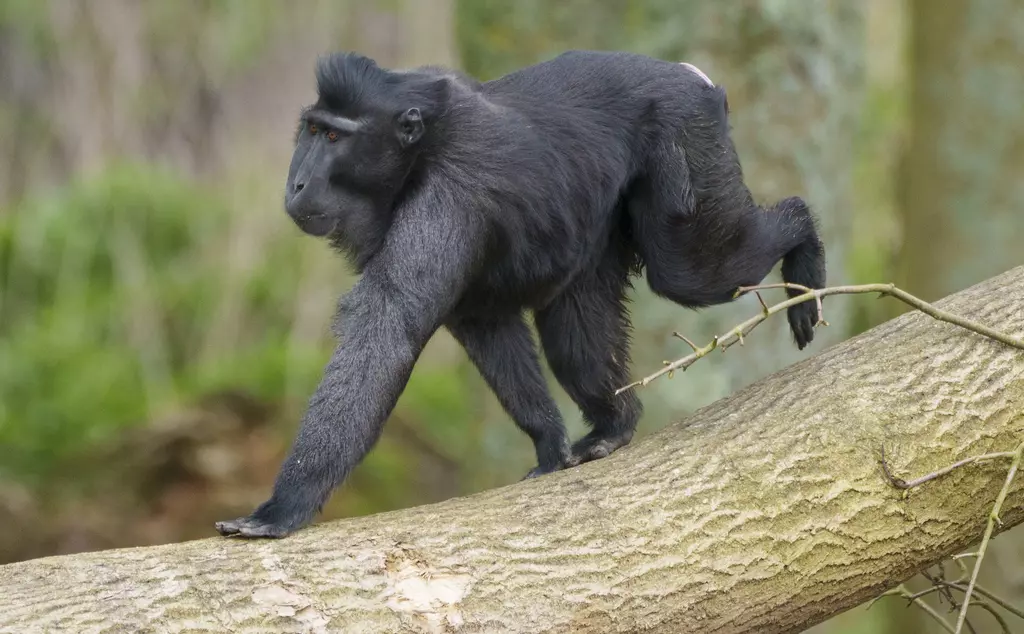 Sulawesi crested macaque walks across fallen tree