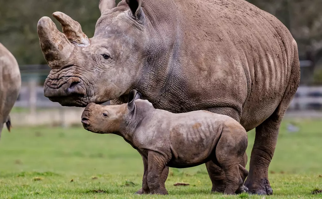 Baby rhino enjoys spring sunshine | Whipsnade Zoo