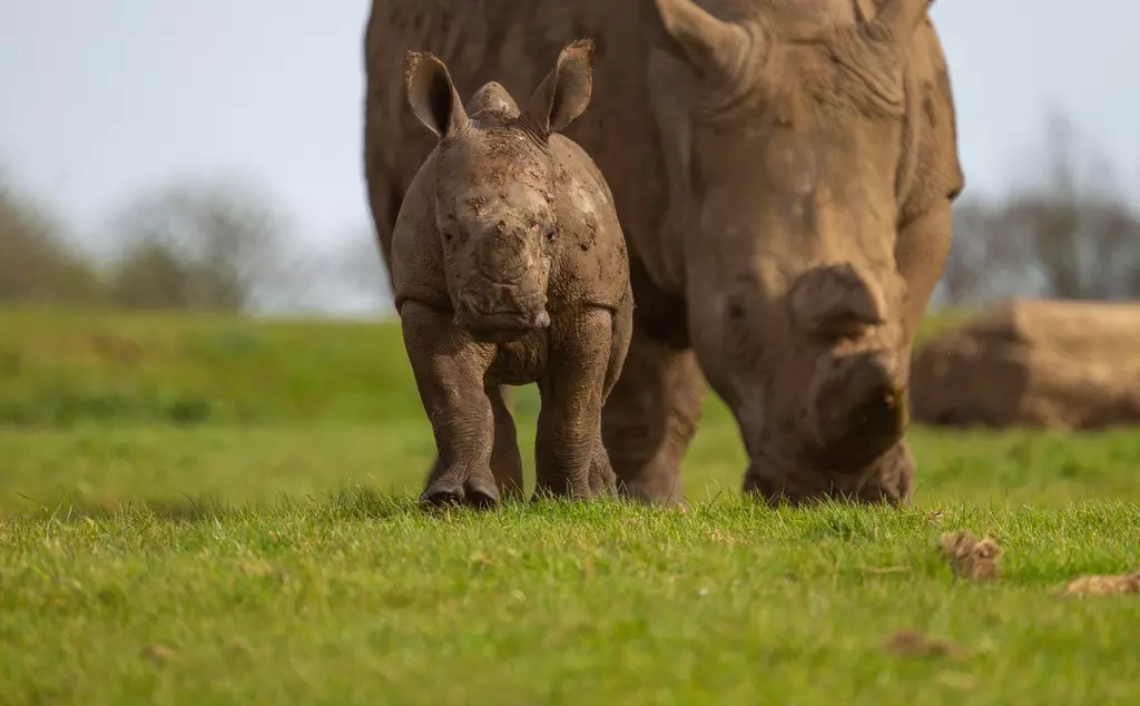 Benja the rhino calf with mum 