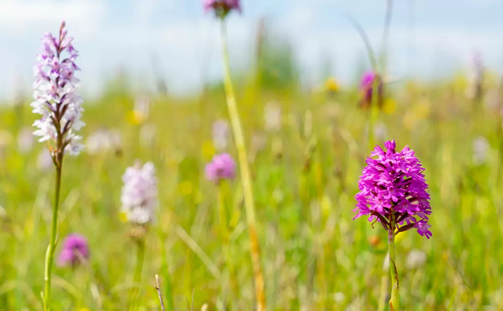 Pyramid orchid, whipsnade