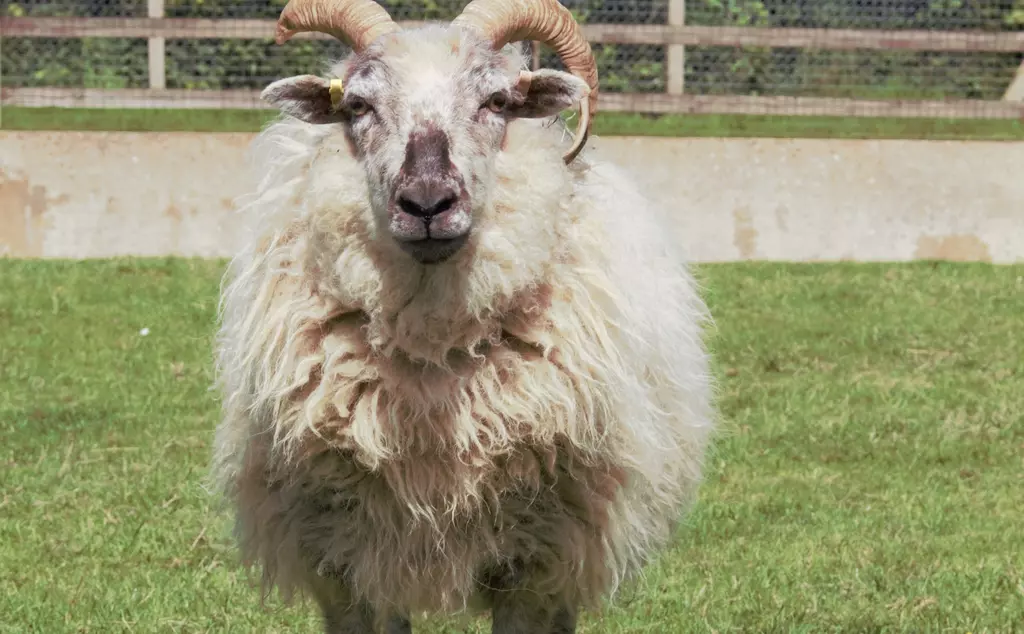 Boreray sheep at Whipsnade zoo