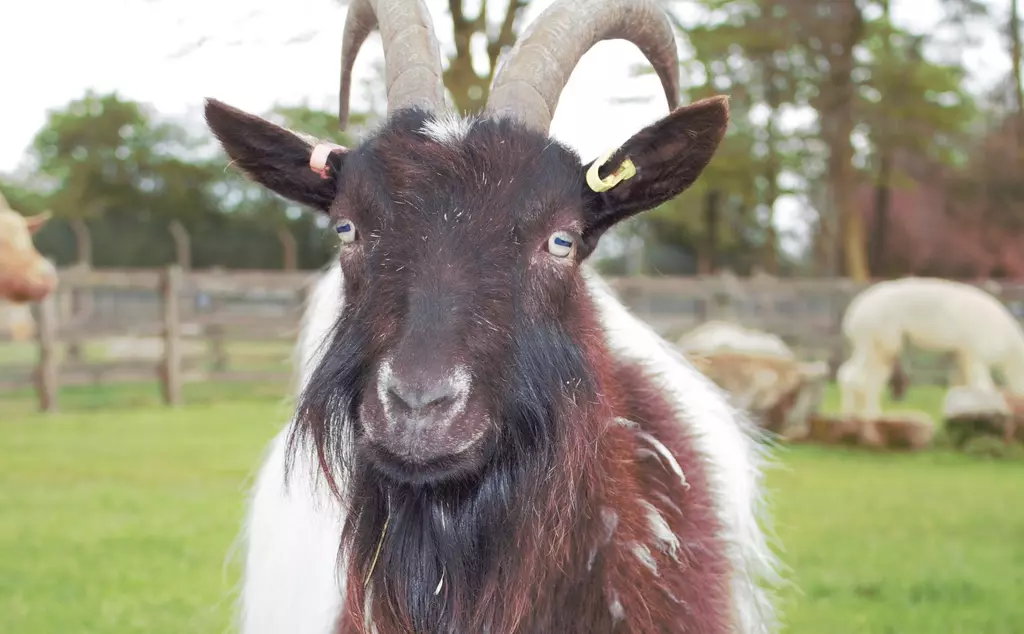 Kevin the Bagot goat at Whipsnade Zoo