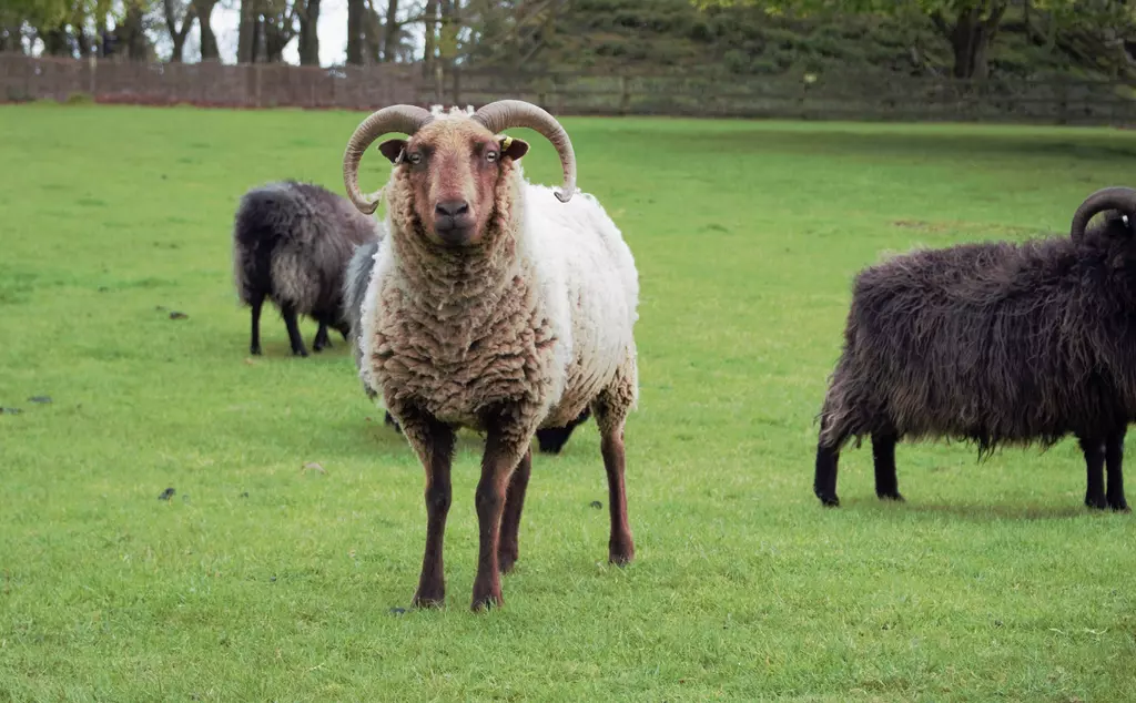 Manx loaghtan sheep at Whipsnade zoo