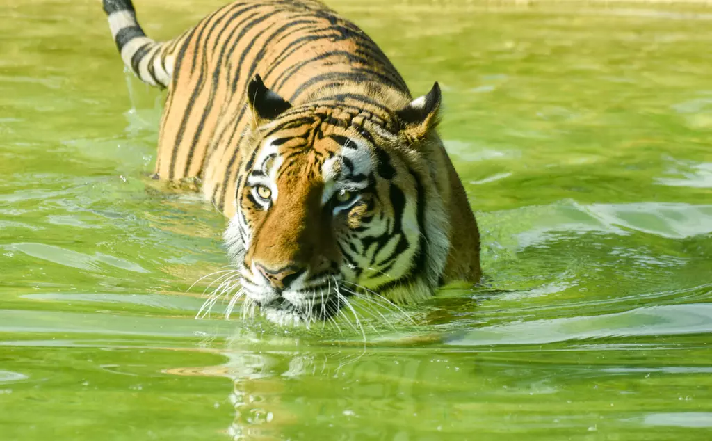 Miron tiger at Whipsnade