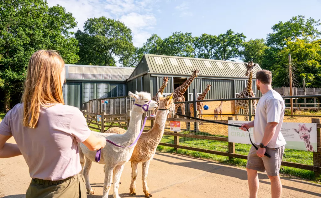 Alpaca walking experience