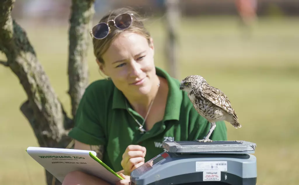 Keeper Anna Brink weighs Ettie the Burrowing Owl at Whipsnade Zoo's annual weigh in