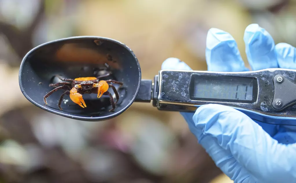 Keeper Kay Baxter weighs vampire crabs at Whipsnade Zoo annual weigh in