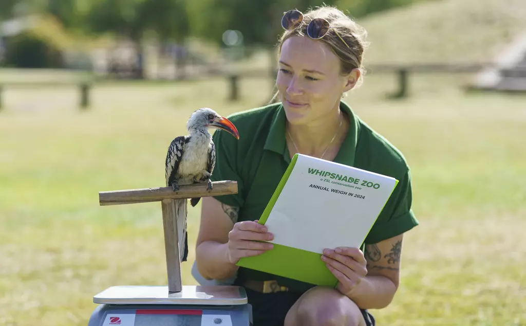 Keeper Anna Brink weighs Mali the Red Billed Hornbill at Whipsnade Zoo's annual weigh in