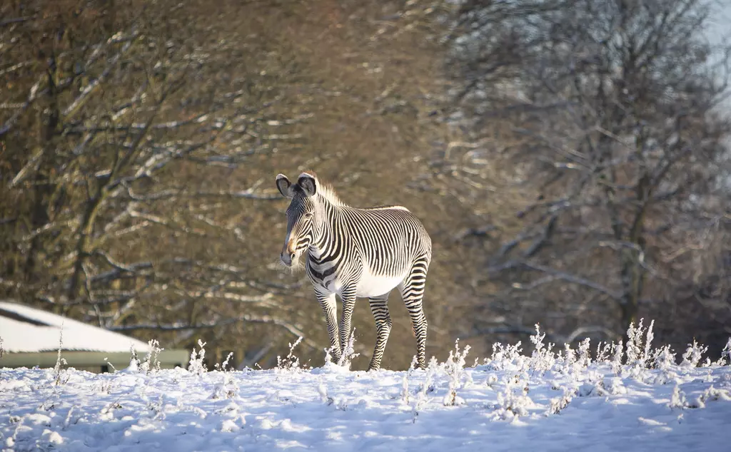 A Grevy's zebra stands atop a snowy hill in front of several snow laden trees