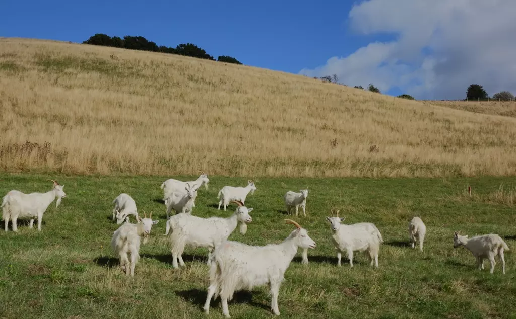 15 Cashmere goats grazing at on the grassy downs of Whipsnade Zoo