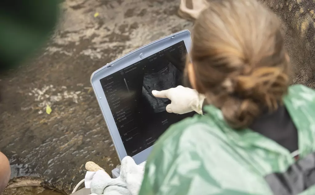 IWZ's Susane Holtze assessing results of Behan the greater one horned rhino's ultrasound results