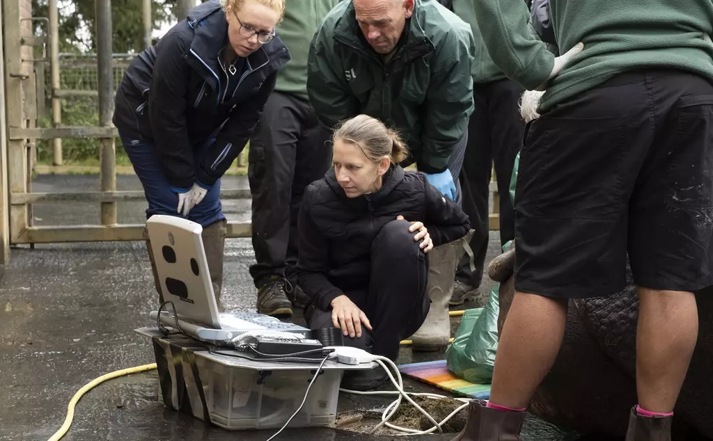 IWZ Susane Holtze and specialists from Rossdales equine surgery assessing Beluki the greater one horned rhino's ultrasound scan