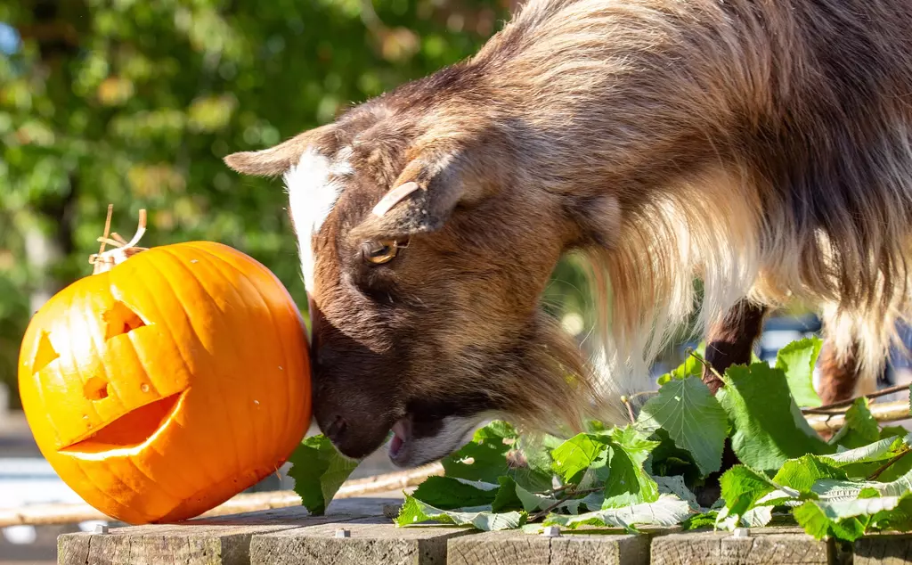 Halloween Pygmy goat plays with pumpkin