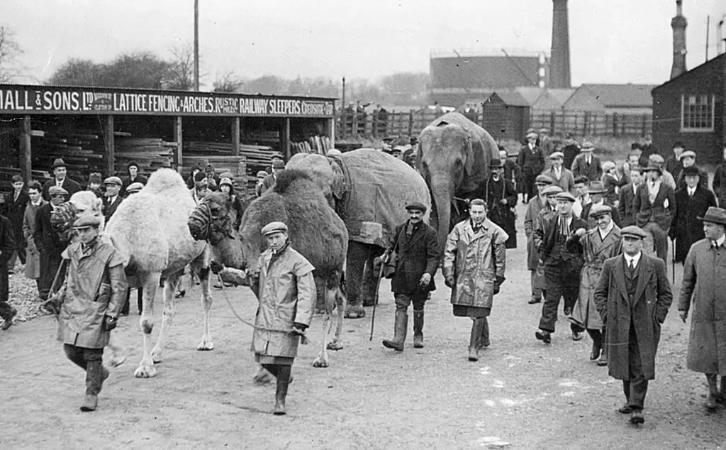 Camels and elephants being led to Whipsnade Zoo in 1932