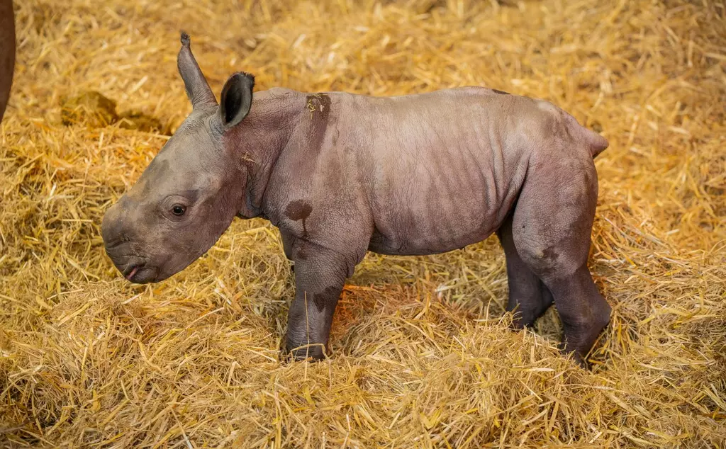 Baby southern white rhino born at Whipsnade Zoo in October 