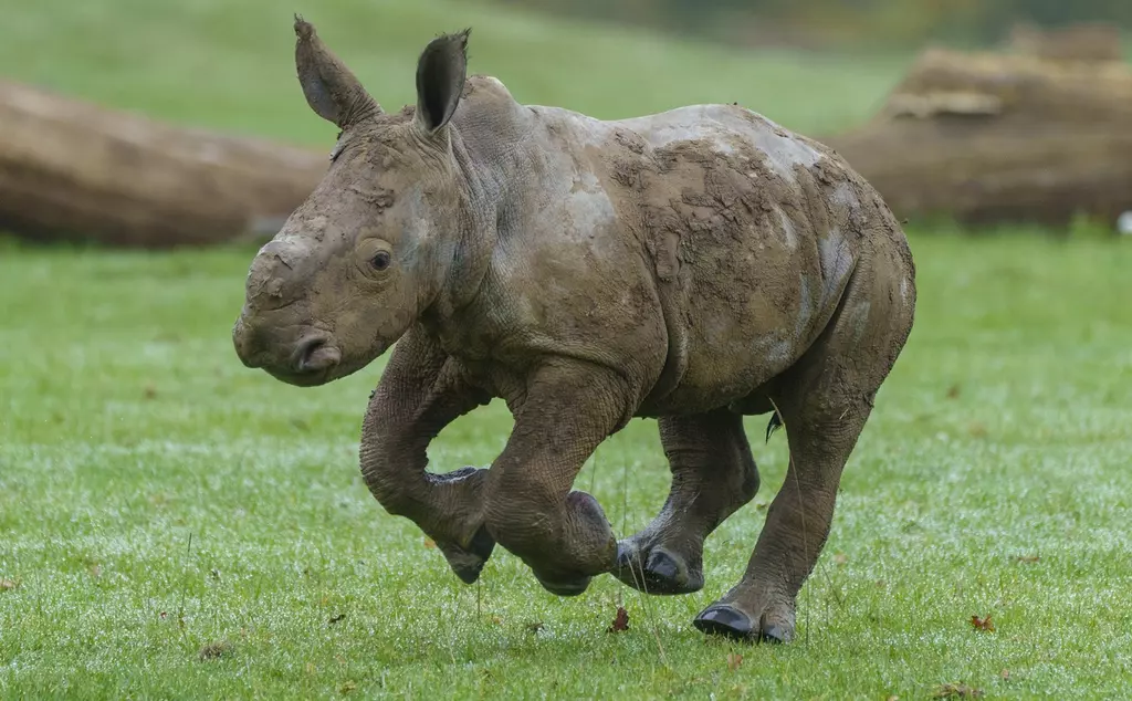 Baby southern white rhino born October running outside for the first time