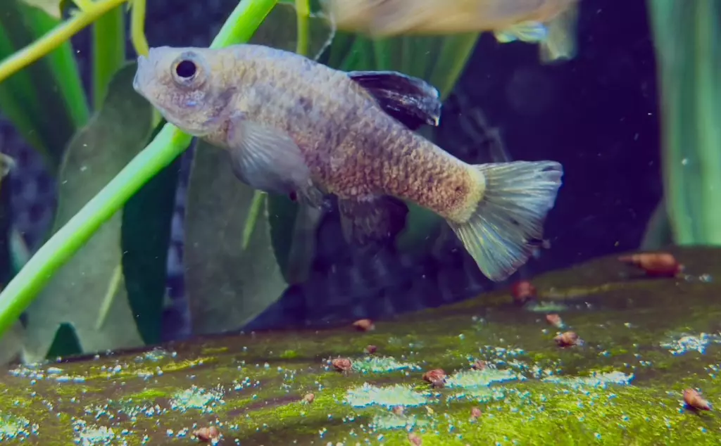 An adult Boxer pupfish swimming 