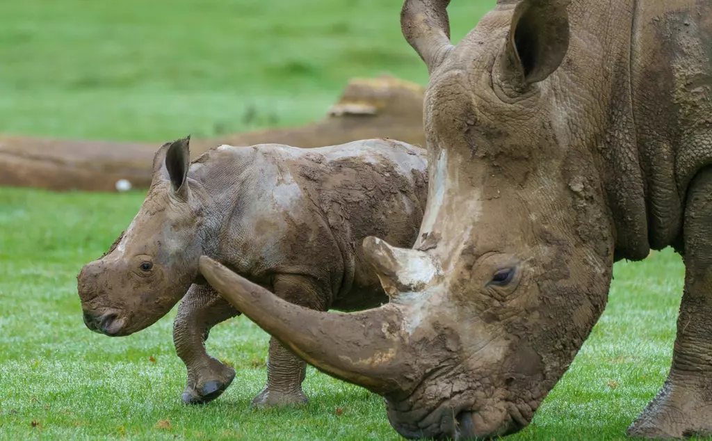 Baby southern white rhino calf and mum Fahari browsing outside for first time at Whipsnade Zoo 