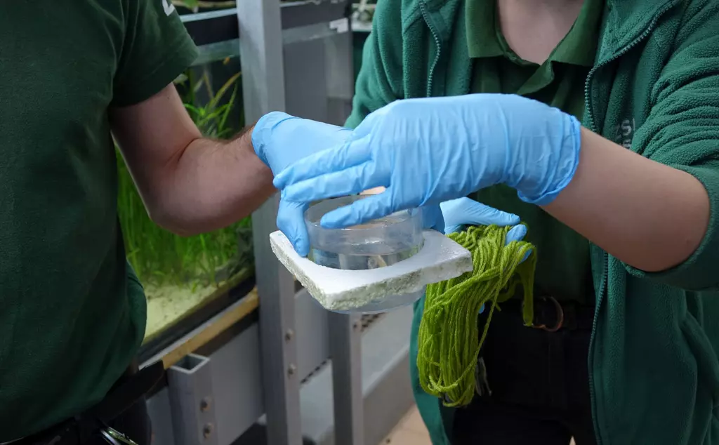 Keepers at Whipsnade Zoo collecting Boxer pupfish eggs