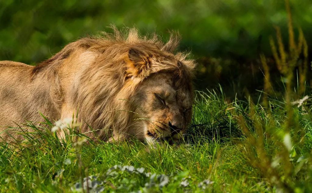 African lion at Whipsnade