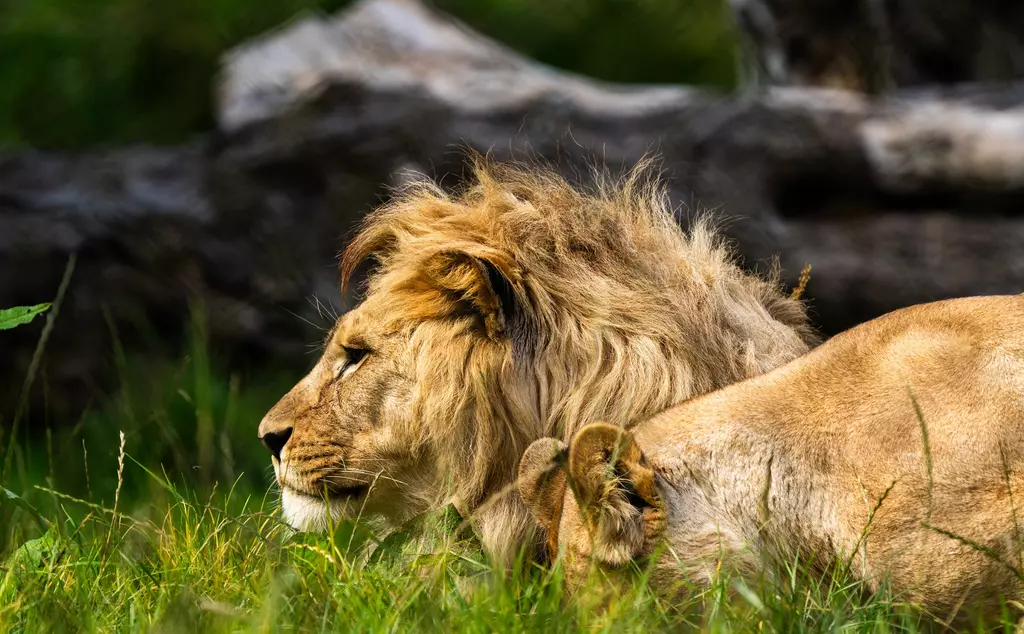 African lion at Whipsnade