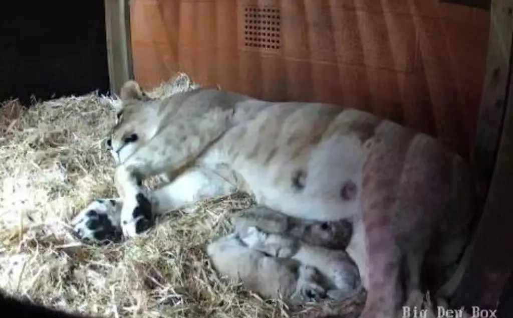 African lioness winta and her three newborn cubs snoozing at Whipsnade Zoo inside their cosy indoor den 