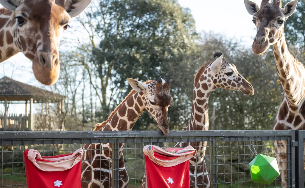 Giraffes enjoying stockings