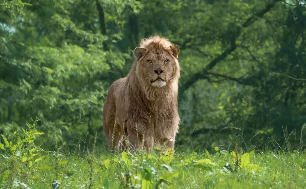 Dad Malik the lion at Whipsnade Zoo