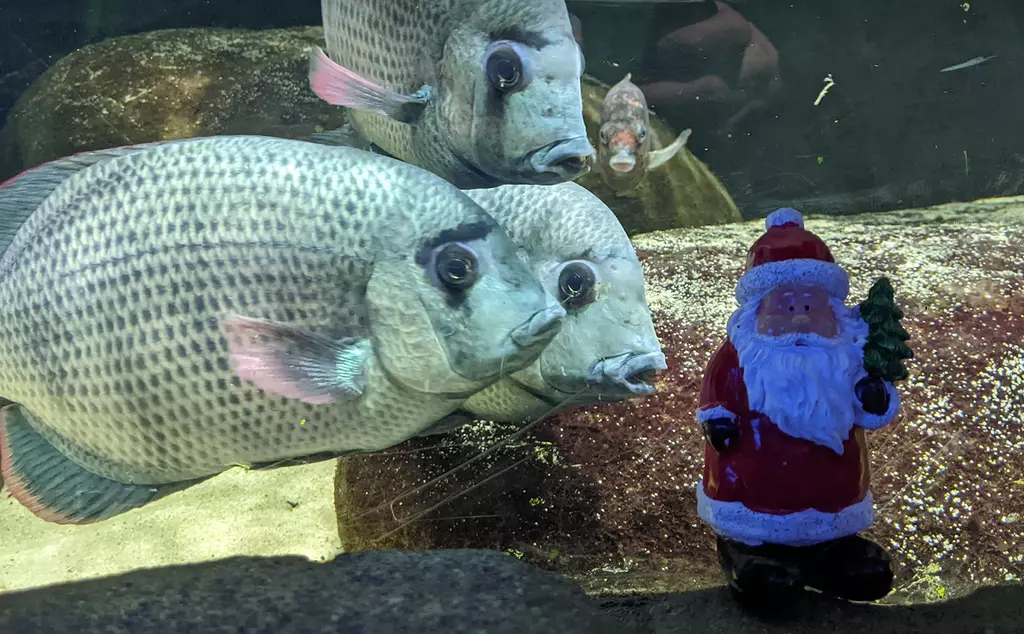 Pinstripe damba fish explore a mini Santa in their tank