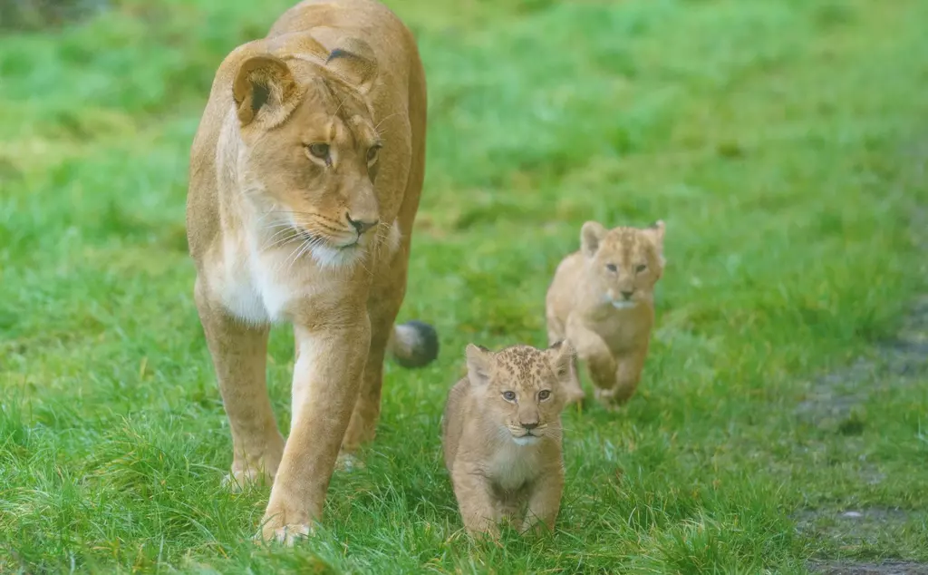 Winta's lion cubs outside for the first time