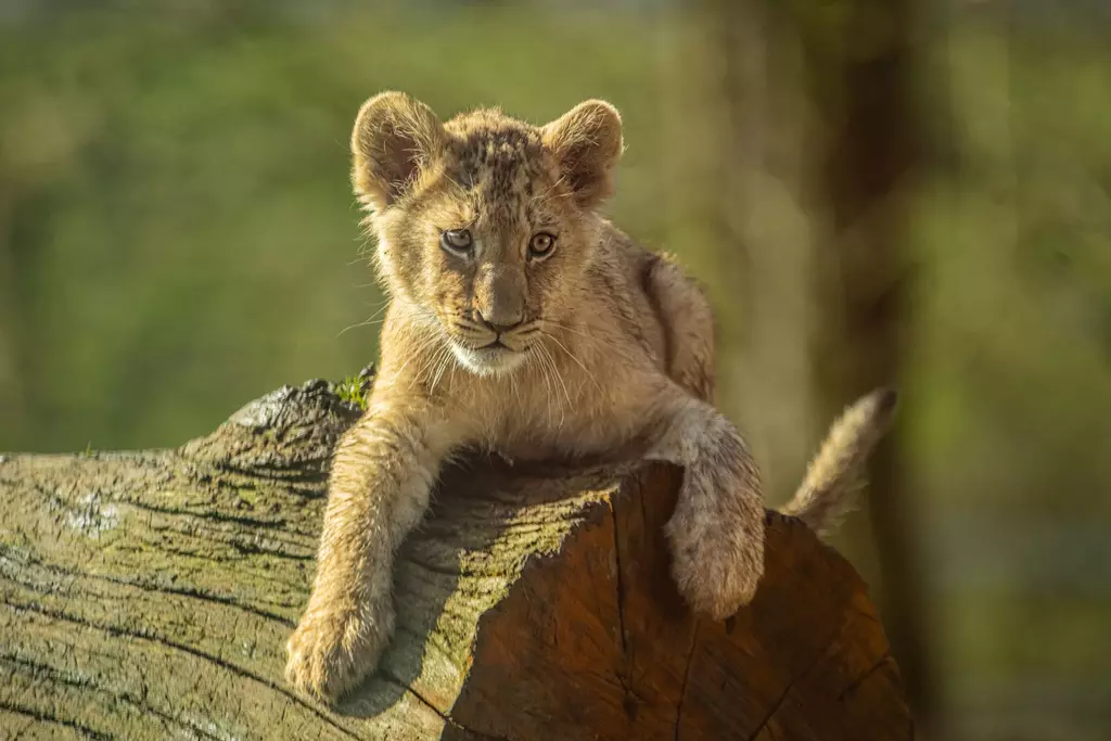 A lion cub at Whipsnade Zoo