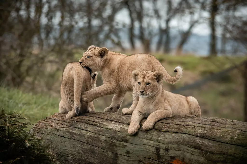 A trio of lion cubs playing outdoors 