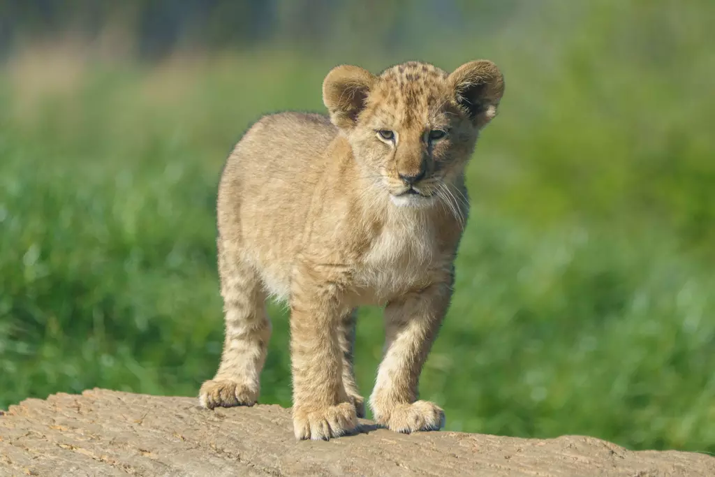 A lion cub on a log at Whipsnade Zoo 