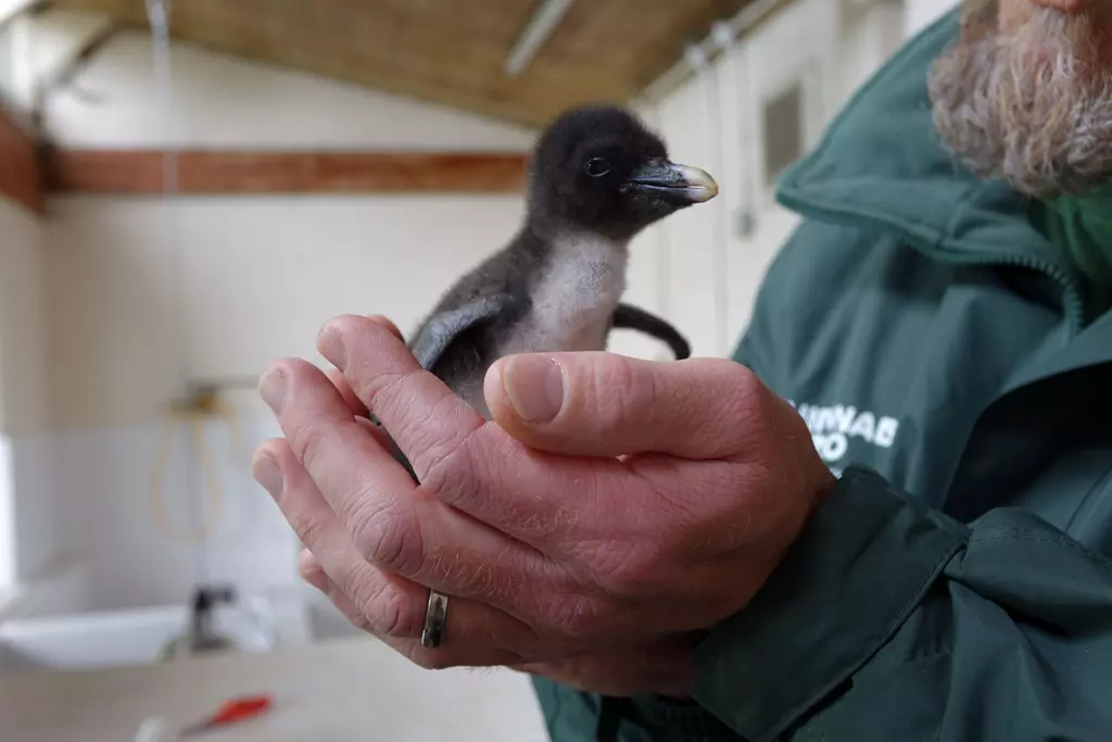 Northern rockhopper chick being held by a zookeeper