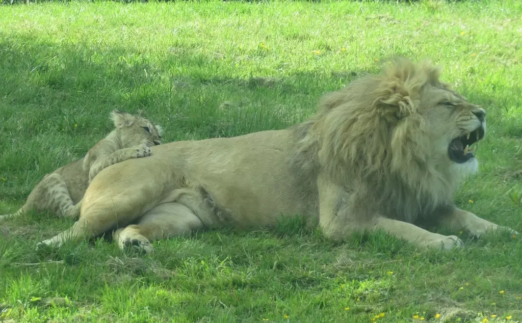 Malik the north African lion enjoying fatherhood at Whipsnade Zoo (c) Whipsnade Zoo.jpg