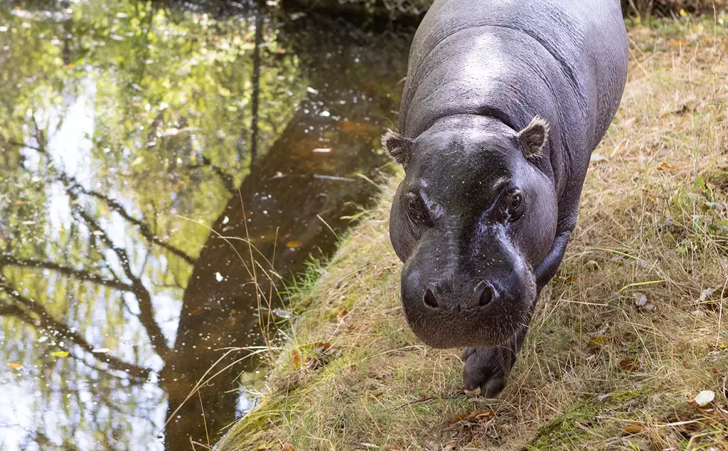 A pygmy hippo walking on grass alongside an outdoor pool