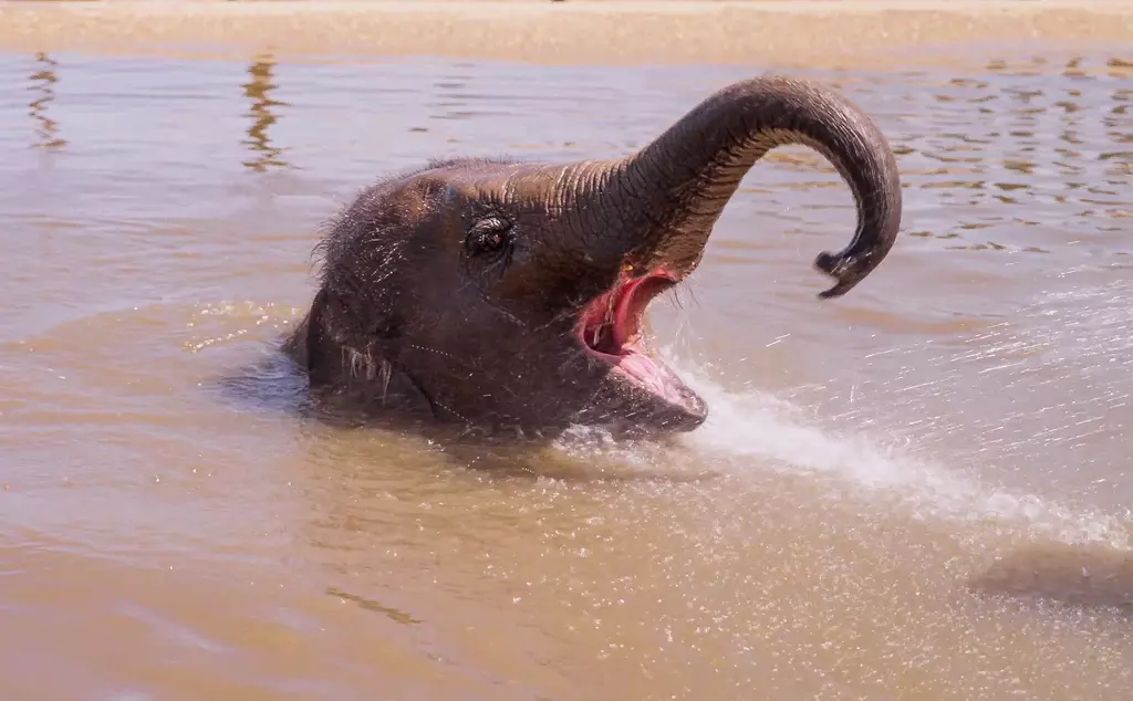 Nang phaya the asian elephant scoops water into her mouth