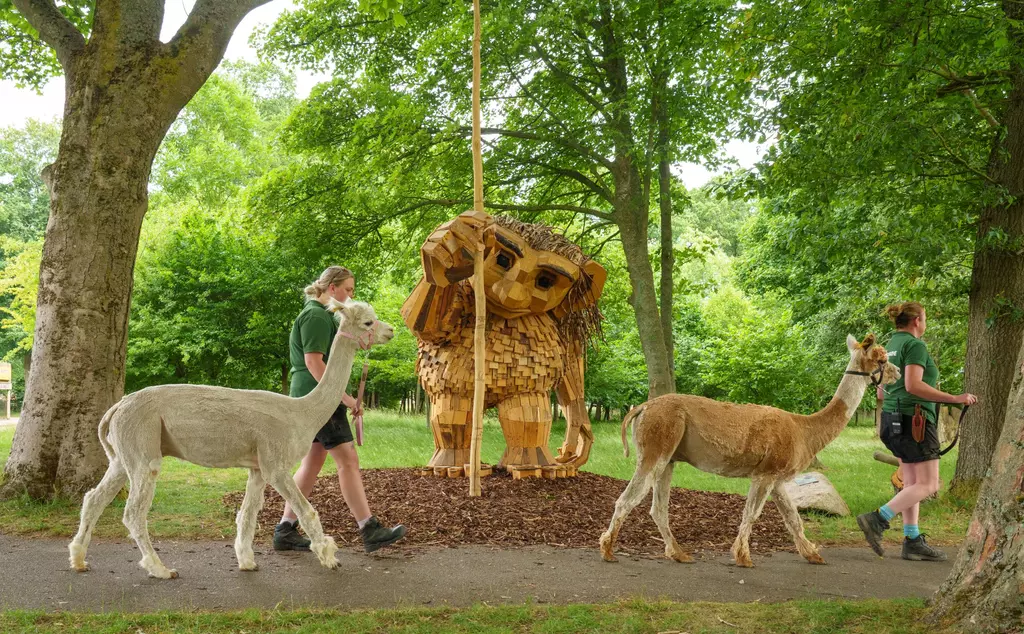 Ica and Lima the alpacas taking a stroll past Birch the troll