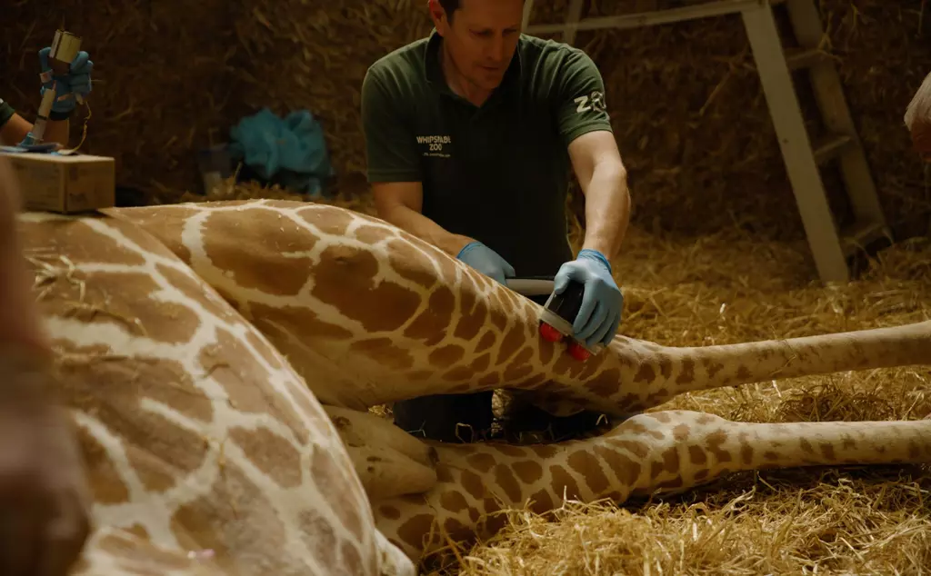 Keeper massaging Bashu the giraffe's leg during his vet procedure