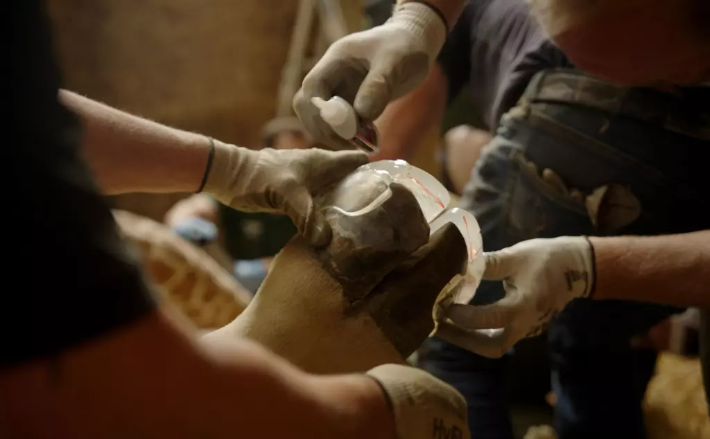 Bashu the giraffe's shoes being glued on during his procedure