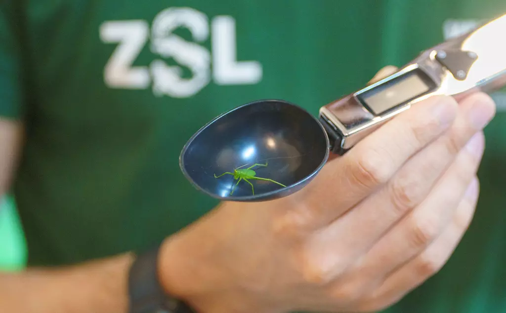 A baby katydid being weighed in a weighing spoon by Thomas Maunders