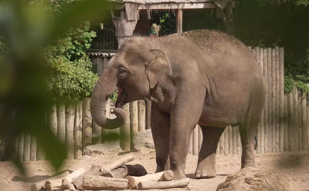 Beth the Asian elephant munching on browse at Chester Zoo 