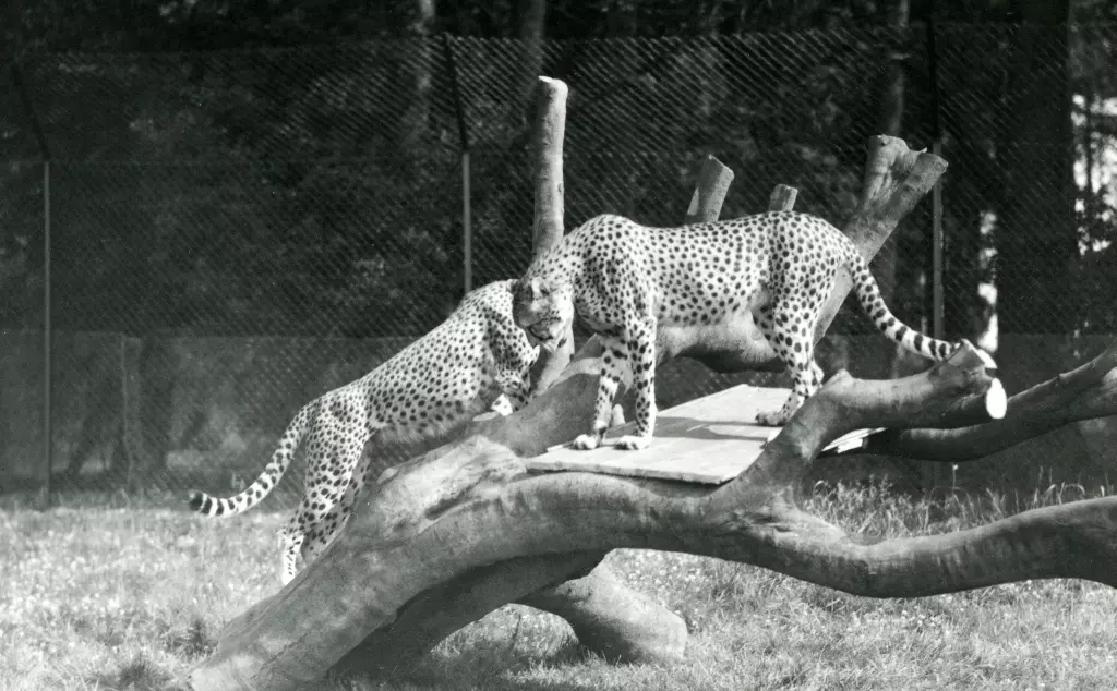 Black and white photo of two cheetahs