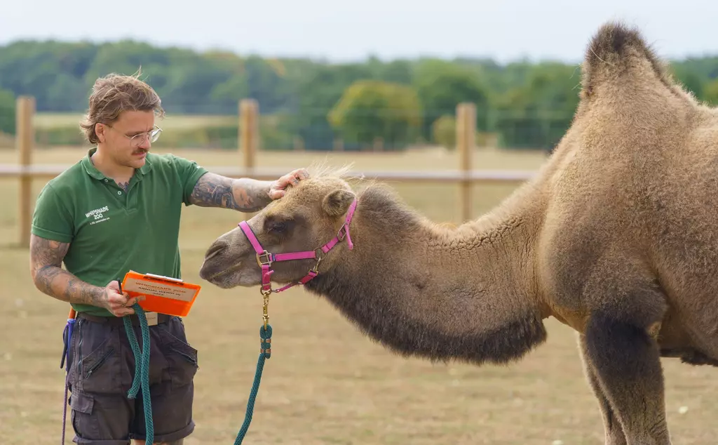 George Spooner weighs Sally the 1-year-old Bactrian camel