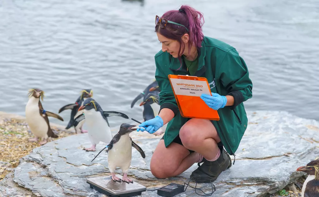 Natasha Tyrer weighs Ozzy the 3-month-old rockhopper chick
