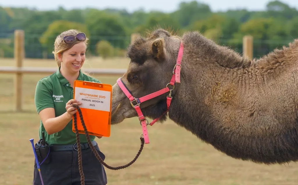 Oakley the Bactrian camel notes his weight