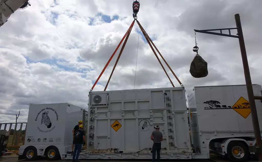 Setting Beth's crate down onto the lorry