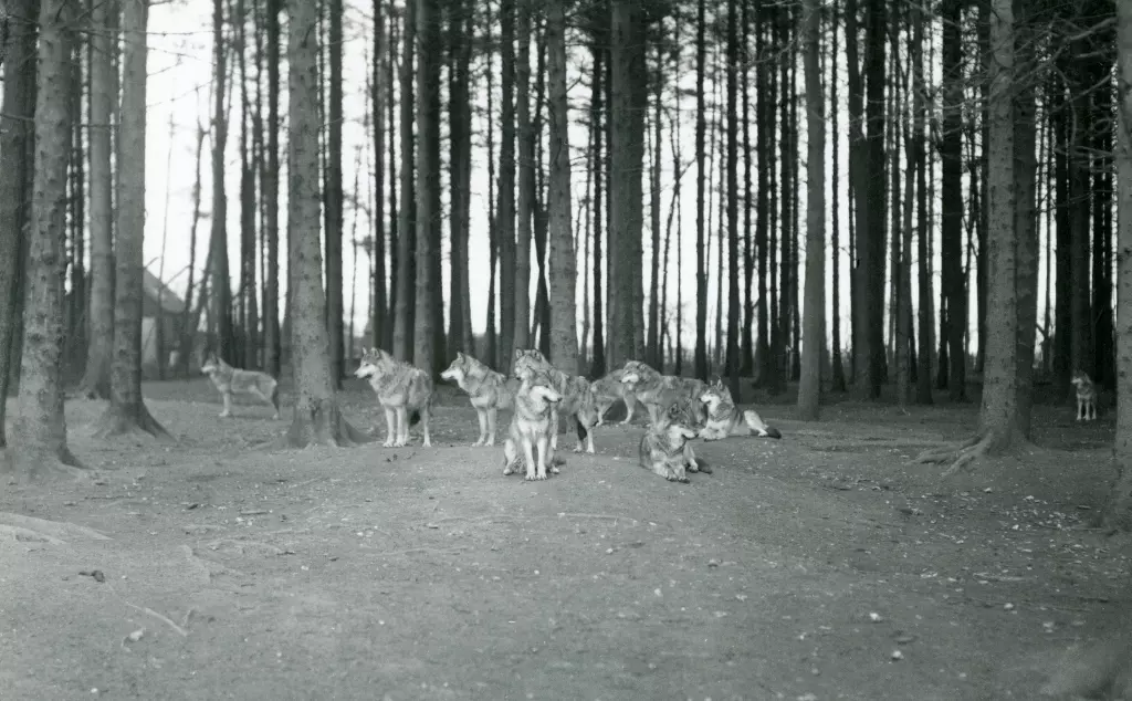 Black and white photo of a pack of wolves in a forested area